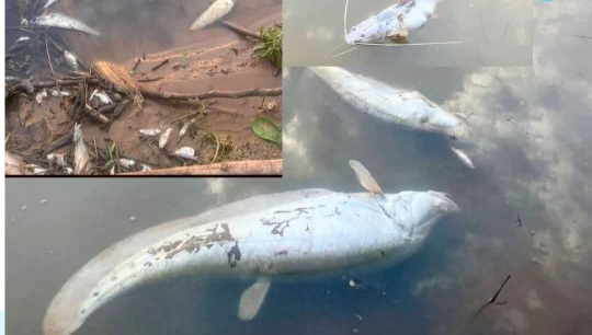 Fish Kill Reported in Sedone River; Public Urged Not to Consume